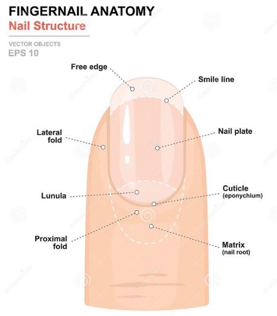 Peeling Cuticles